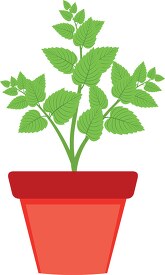 mint growing in planter herb clipart