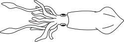 mollusks giant squid outline