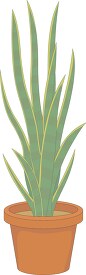 mother in laws tongue or snake plant in planter clipart