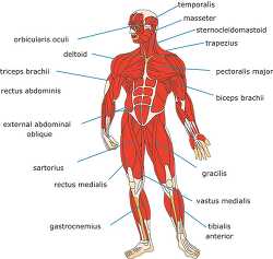 muscle strurcture of the human body front