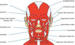 muscle strurcture of the human face