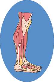 muscles in the lower leg