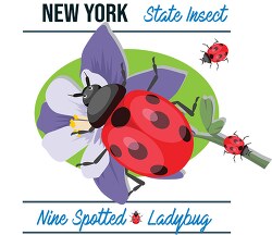 new york state insect nine spotted ladybug vector clipart image