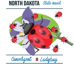 north dakota state insect convergent lady beetle vector clipart 
