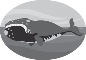 northern-right-whale gray color