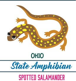 ohio state amphibian the spotted salamander clipart image