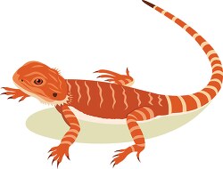 orange bearded dragon reptile clip art illustration