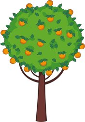 orange tree with full of fruits clipart