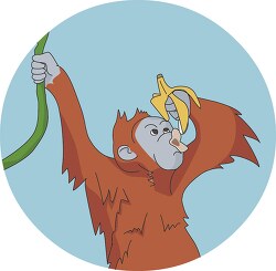 orangutan eating a banana clipart