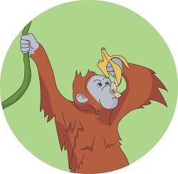 orangutan hanging from tree eating banana clipart image
