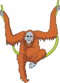 orangutan_hanging_on_rope