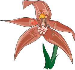 orchid flower clipart 4