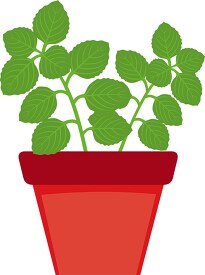 oregano growing in planter herb clipart 318
