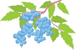 oregon grape plant clipart