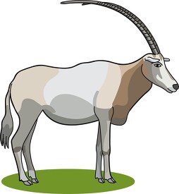 oryx the large antelope with long horns clipart