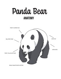 panda bear anatomy outline printout