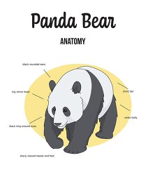 panda bear anatomy printout