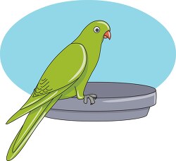 Parakeet Bird Clipart