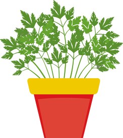 parsley growing in planter herb clipart 318