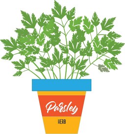 parsley growing in planter herb clipart