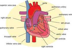 parts of the heart circulatory system labeled
