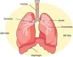 parts of the lung alveoli bronchi diaphragm