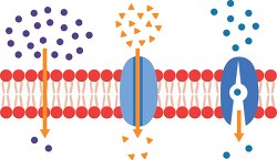 passive transport of molecules across cell membrane clipart
