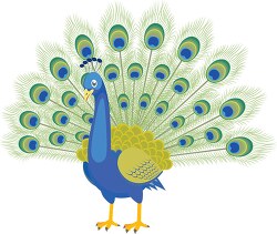 peacock bird with feather opened clipart