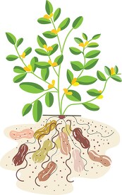 peanut plant showing peanuts growing underground vector illustra