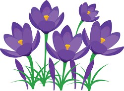 perennial purple crocus spring flower clipart