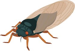 periodical cicada insect clipart