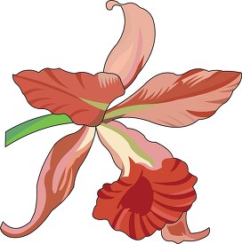 phaius orchid clipart 3 04 0805a 