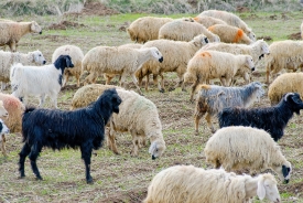  different sheep breeds grazing on grass