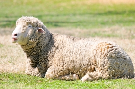  domestic sheep rests on pasture