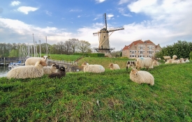  flock of sheep grazing on grass in front of windmill in netherl