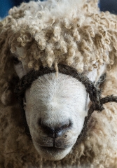  front view of Leicester Longwool sheep