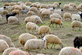  herd of sheep grazing on grass in turkey