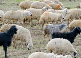  herd of sheep near cappodocia turkey