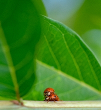  lady bug beetles on plant