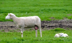  lamb resting on sheep farm holland