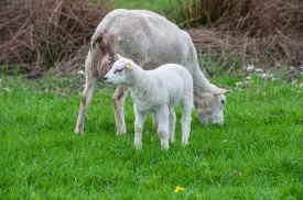  lamb with mother on farm in holland