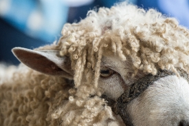  Leicester Longwool sheep