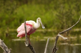 Roseate Spoonbill perched on branch