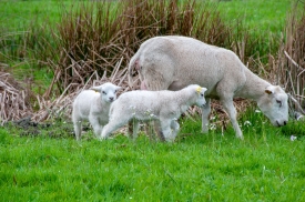  sheelp with lambs on sheep farm holland