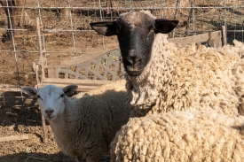  sheep at a calfornia farm