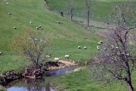  sheep grazing in open space of a ranch
