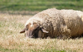  sheep resting in pasture