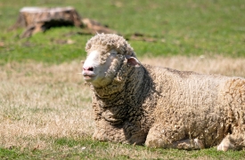  sheep sitting on all four legs