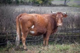  steer in a pasture  in Oklahoma