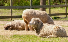  three domestic sheep